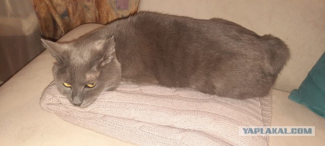 С Курильским бобтейлом на рыбалку
