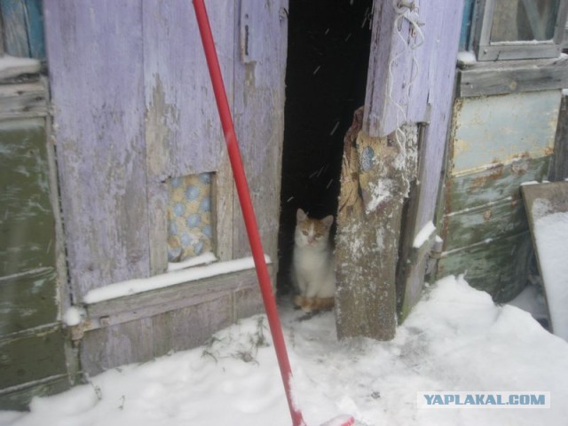Жизнь домашнего приюта для котеек 425