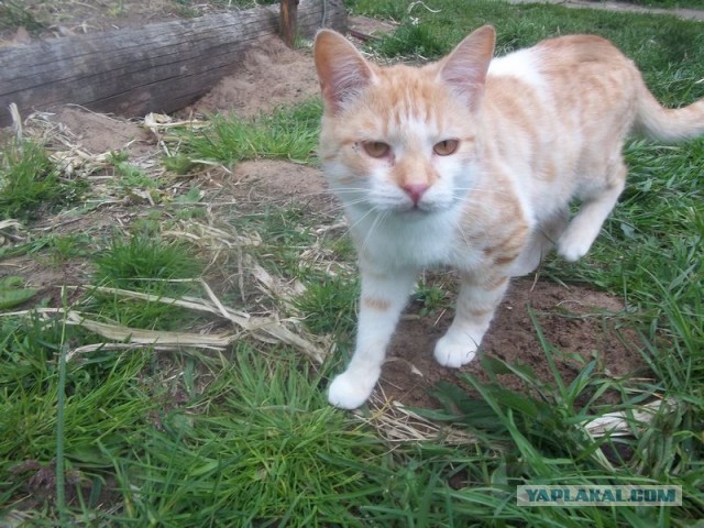 Жизнь домашнего приюта для котеек 445