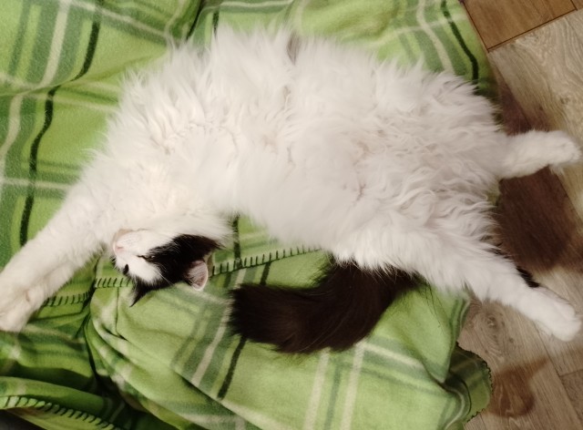 Котовторник. Моему мультяшке 1 год