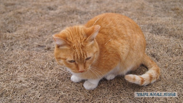 Котовторник 23.04.2013