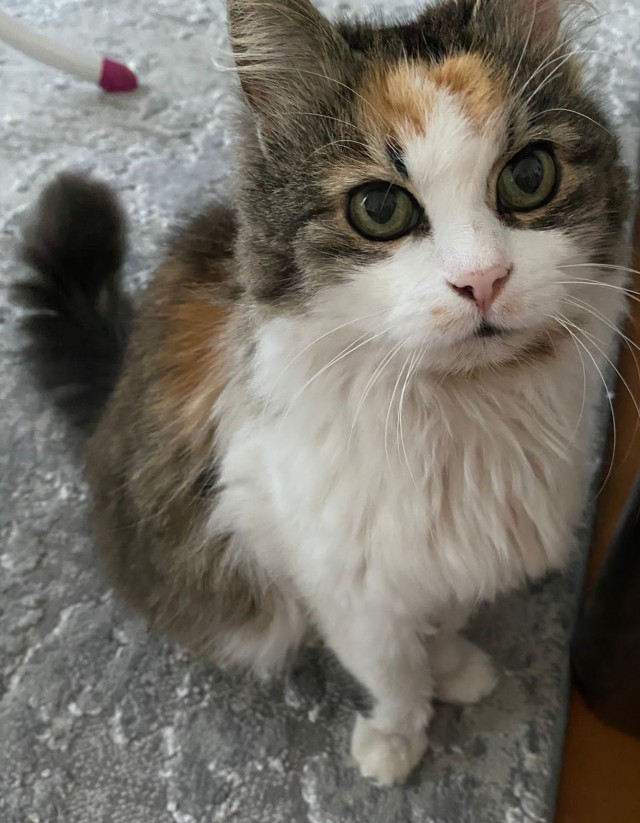 Мэйн-кун!  Котовторнику посвещается!