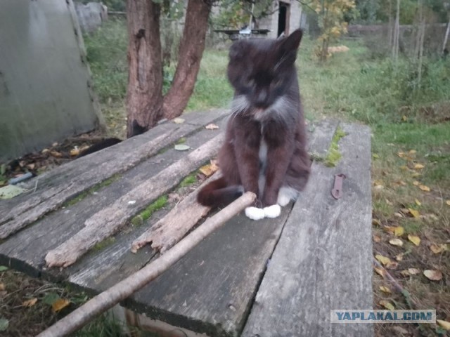 Жизнь домашнего приюта для котеек 516