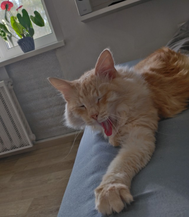 Кот нанес смертельную рану мужчине в Ленобласти