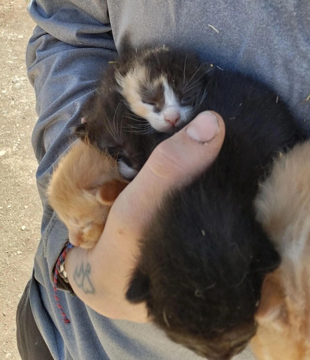 Семья выкормила, вырастила и оставила себе пятерых котят