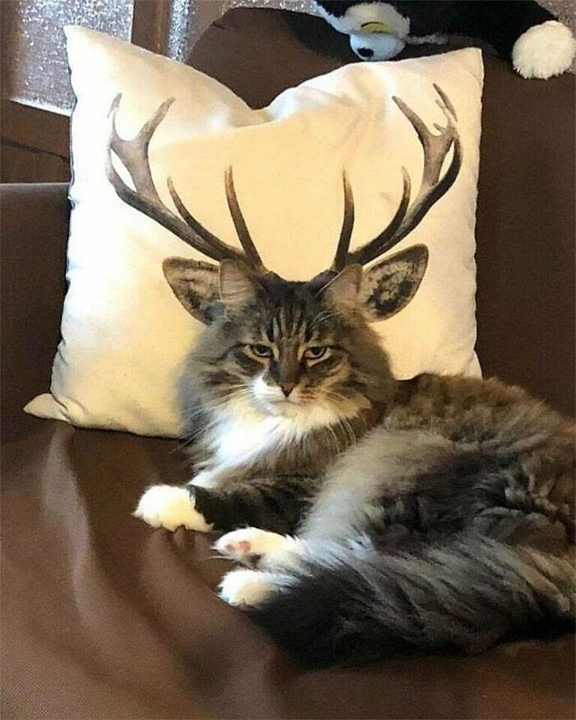 Коты, которые смирились со своей участью