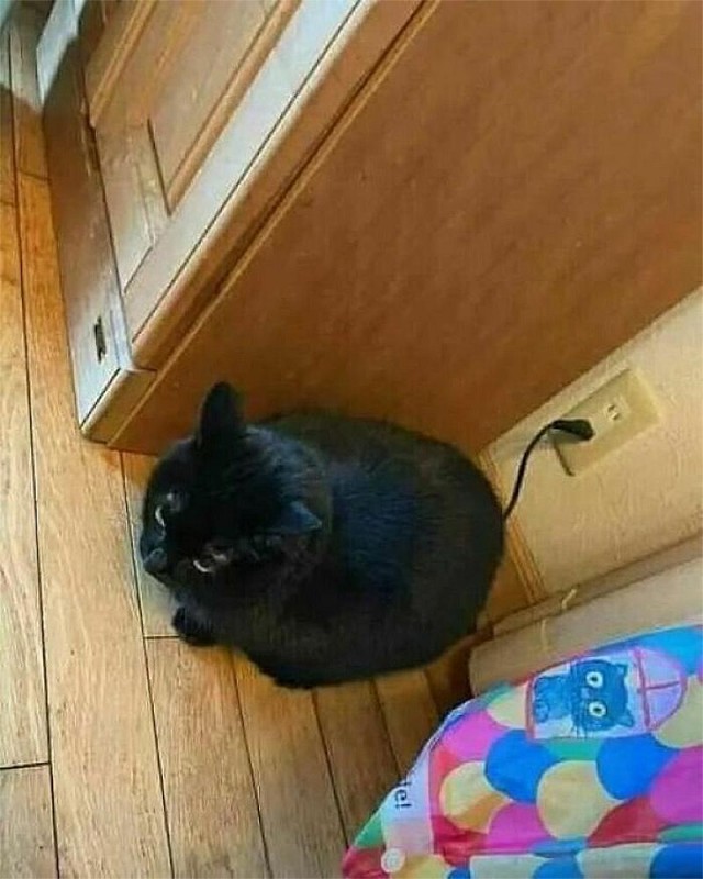 Смешные коты, которые бы победили на конкурсе абсурдных фотографий