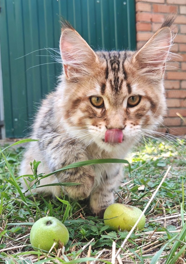 Котовторник