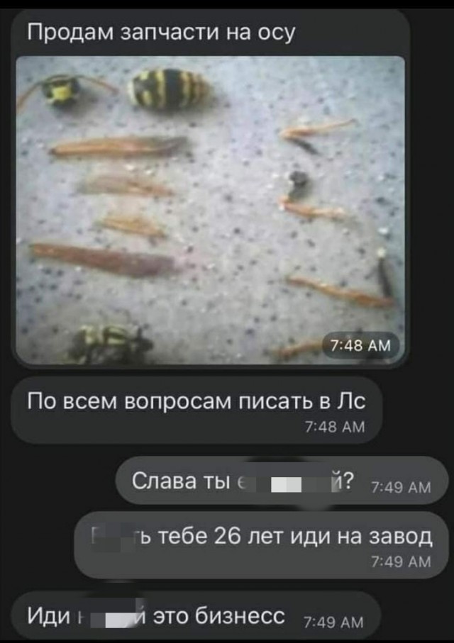 Друзья, как поймать/прогнать шершня?