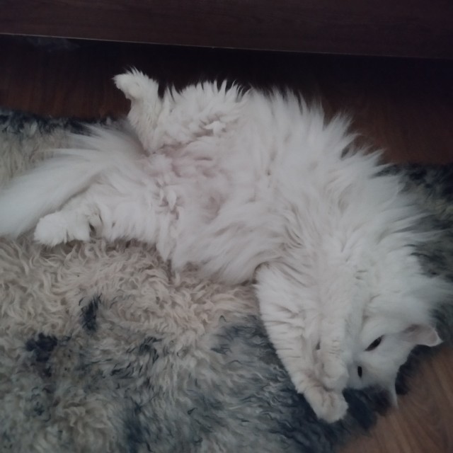 К котовторнику: подборка картинок-баянов с котиками и про котиков. Выпуск 26.
