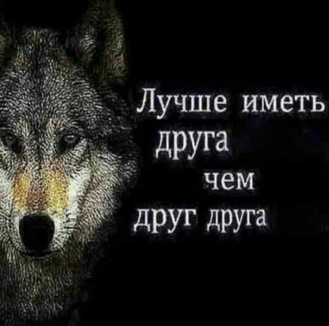 Волк, вцепившийся женщине в лицо, может поплатиться за это жизнью