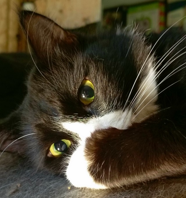 Очередной котовторник