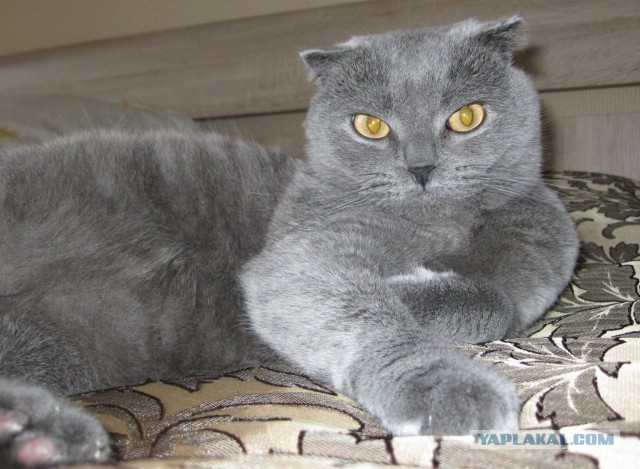 Котовторник 8.10.2013