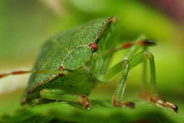 Взглянуть в лицо насекомым