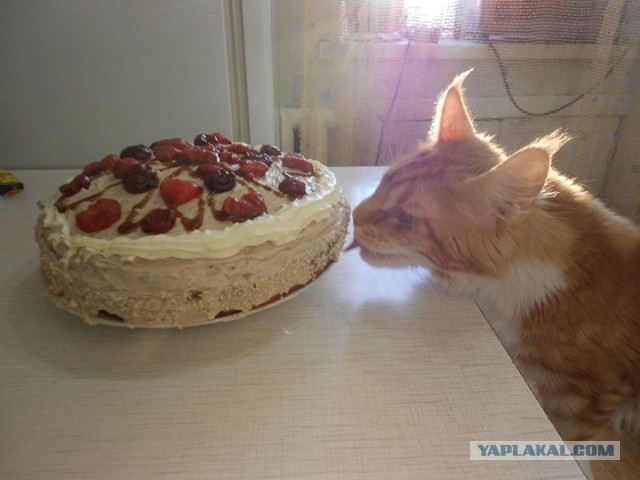 С Котовторником!