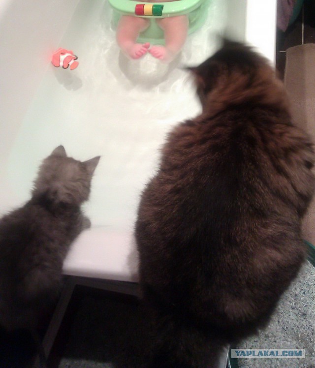 Котовторник 09.09.2014