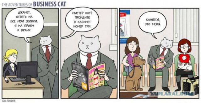 Кот - БОСС