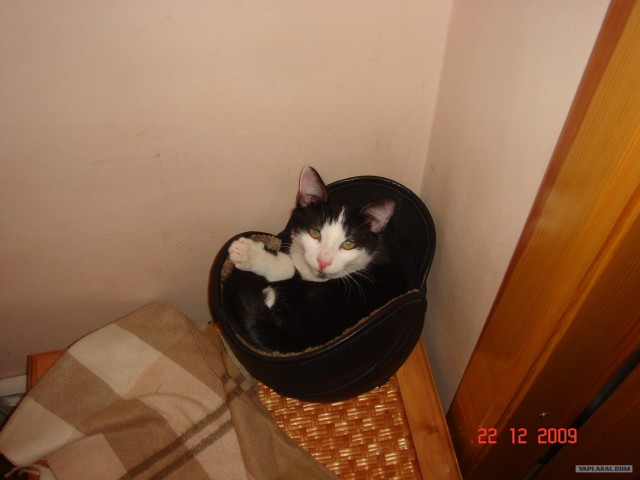 Ловушка для кошек