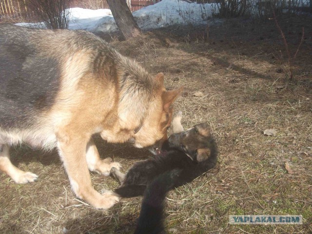 Мои щенки