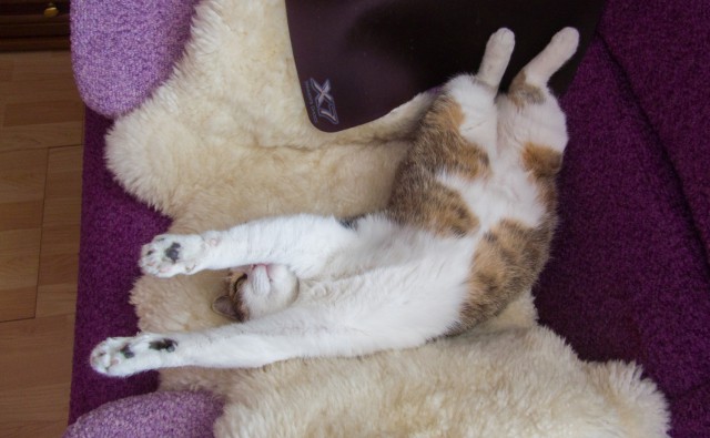 Котовторник 07 04 2015