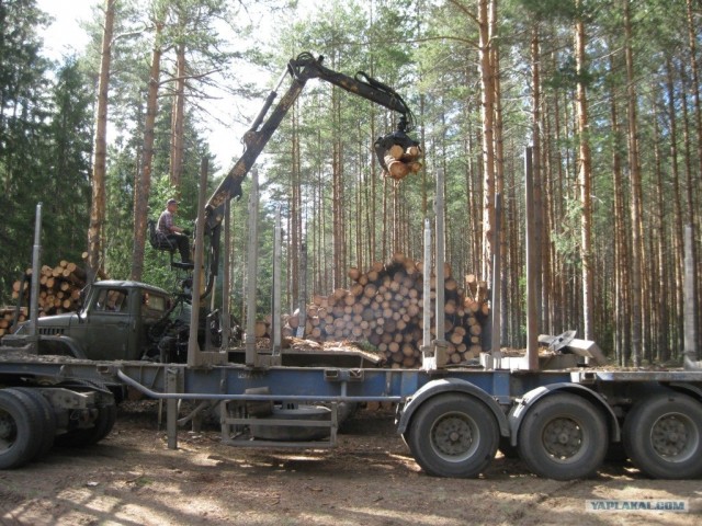 Будни лесозаготовителя