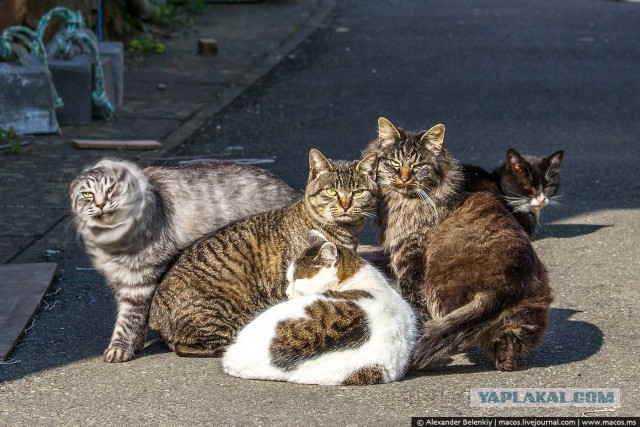 Кот здесь власть.