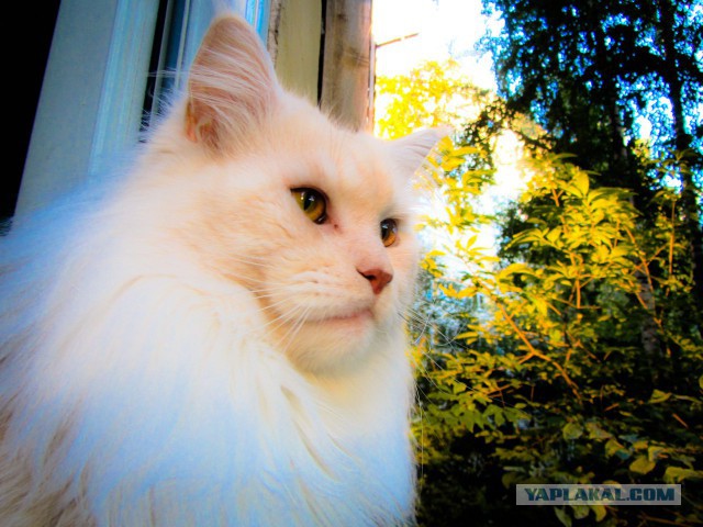 Мейн-куны  настолько  суровы...