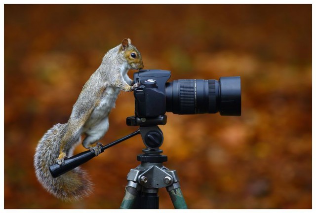 Животные и фотоаппарат