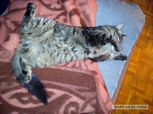 Жарко сцуко