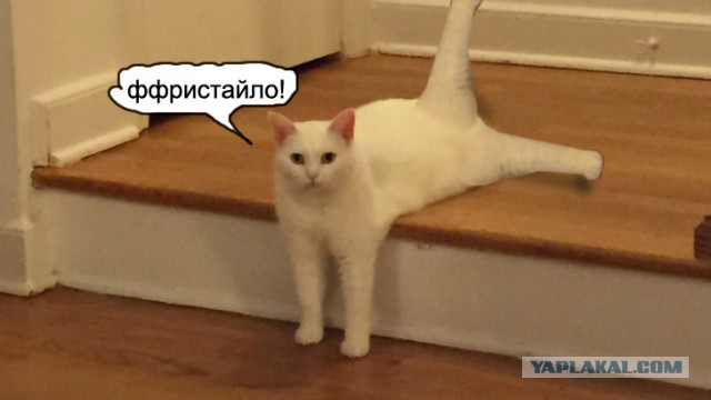 Забавно устроившийся на ступенях кот стал героем фотожаб