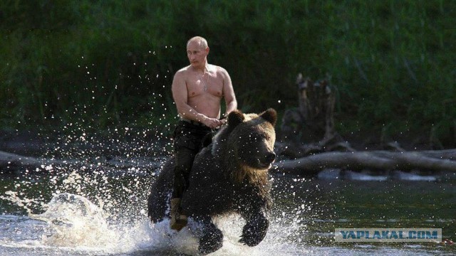 Спасение медведя Цезаря из китайской фермы по производству желчи