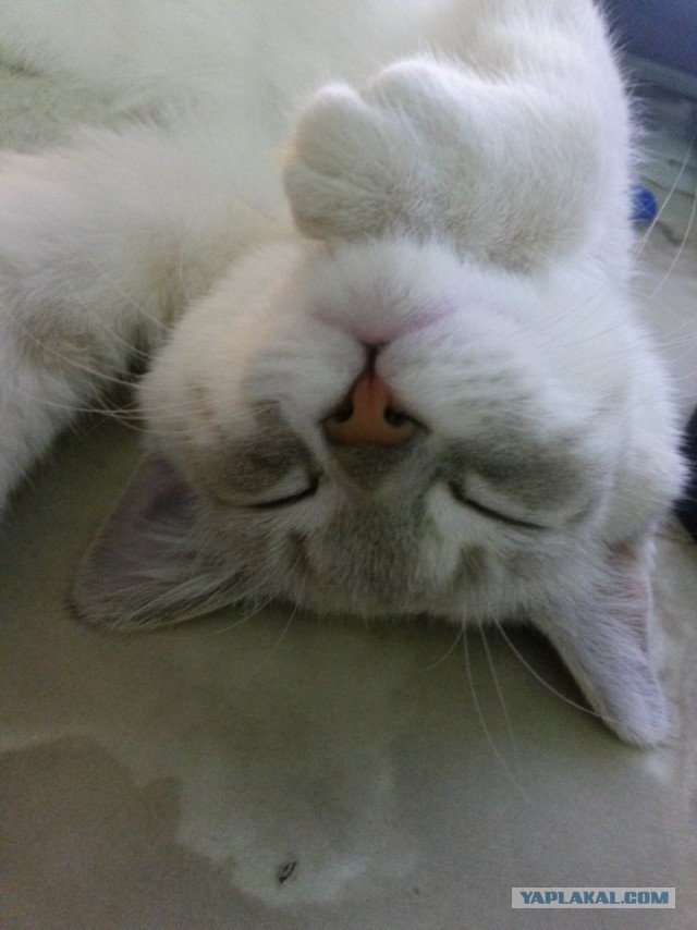 Котовторник 09.08.2016