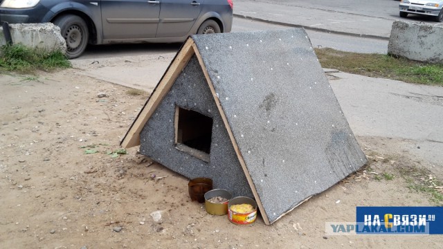 Заботливые чебоксарцы поставили "будку" для бездомного кота