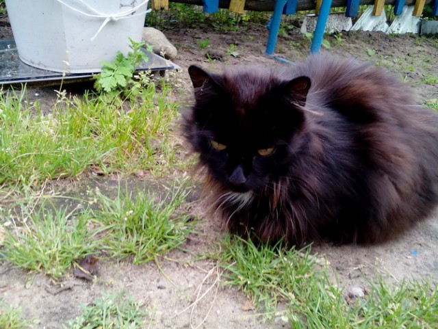 Котовторник 08.11.2016