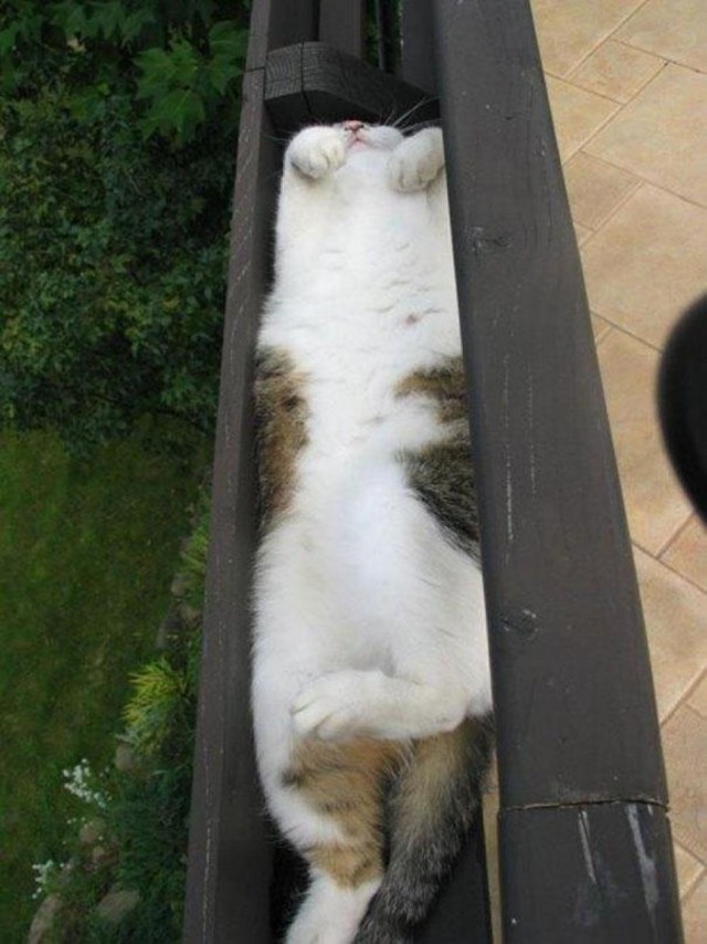 Коты из сети