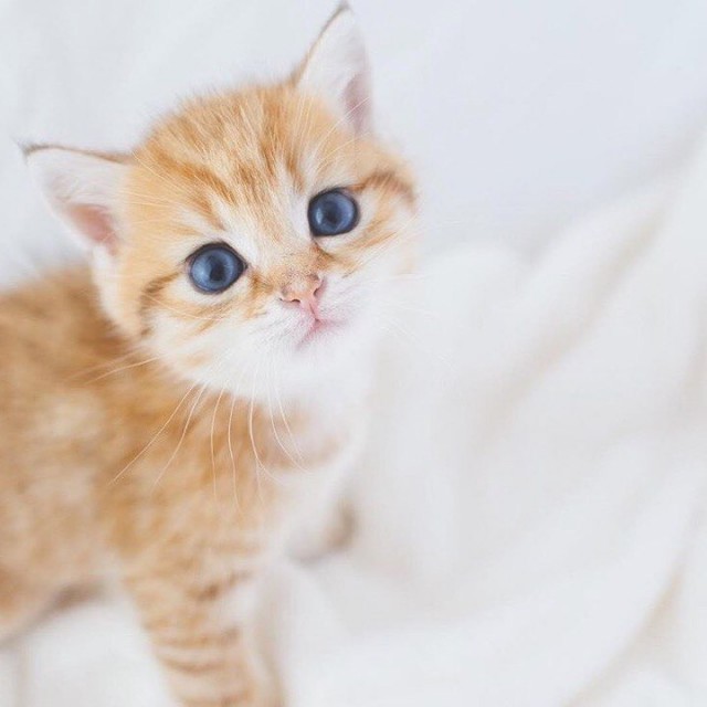 Коты и Кошки