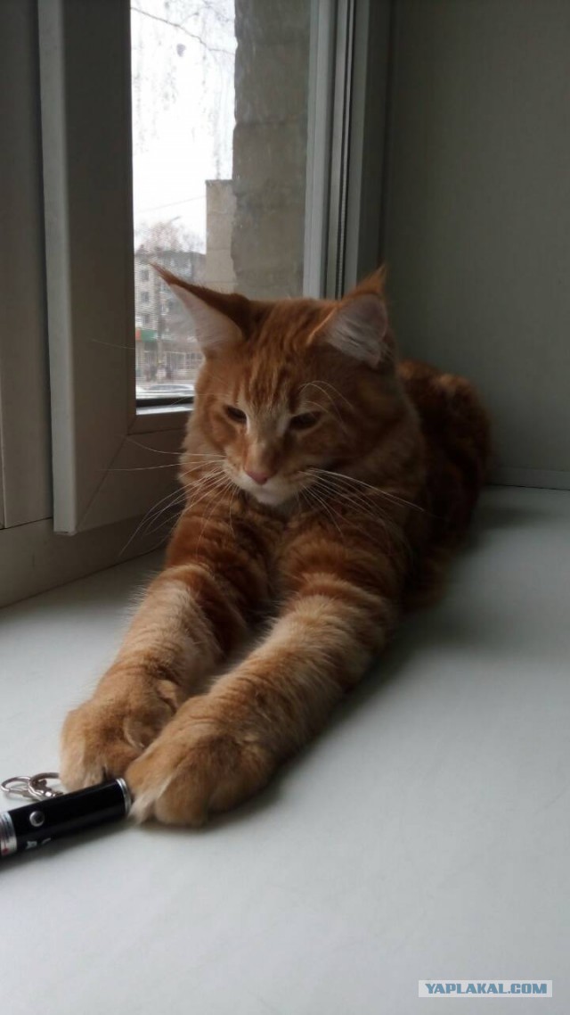 Котовторник 31.10.2017