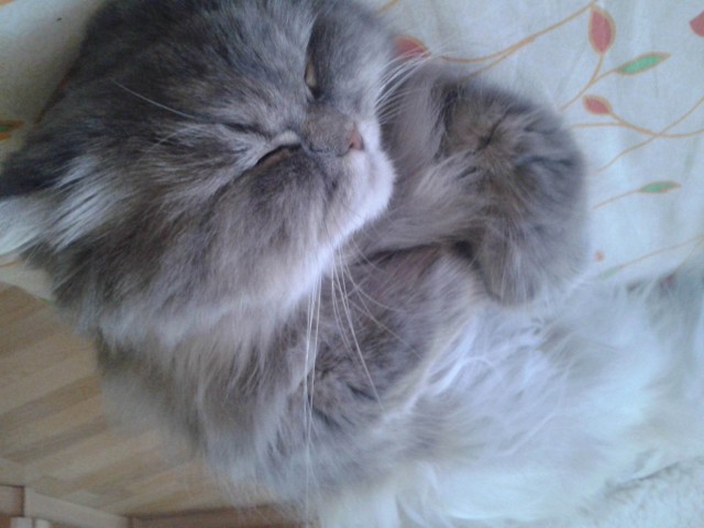 Коты и Кошки