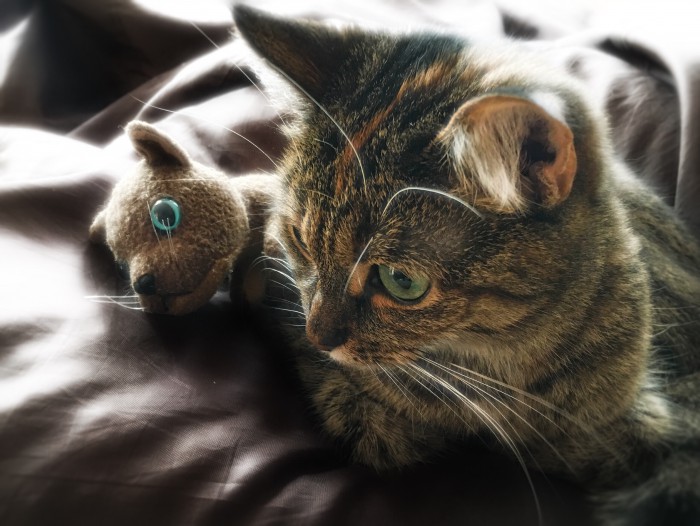 Котовторник 11.09.18.