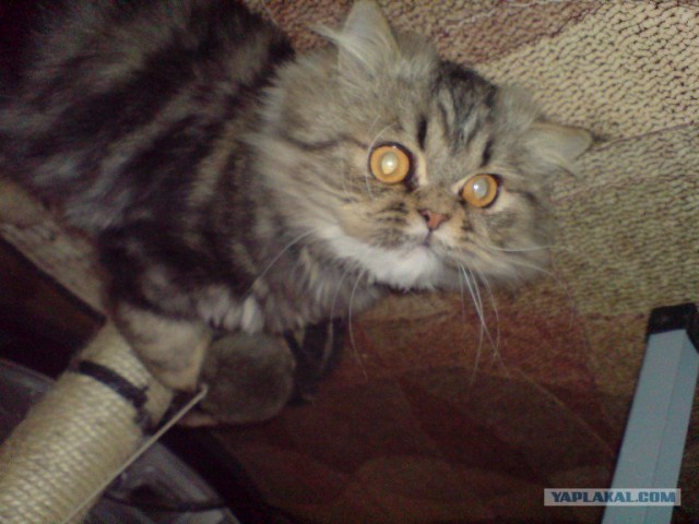 Котовторник  07.06.11