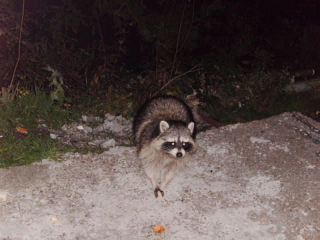 Как приманить енотов для фотосессии?