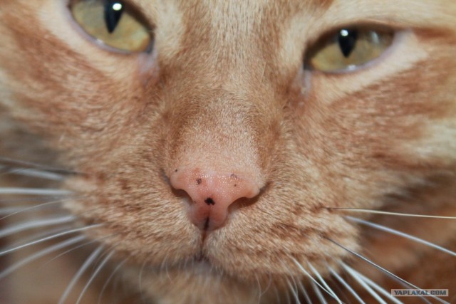Котовторник (31.01.2012)