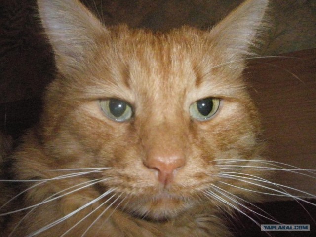 Котовторник 20.03.2012