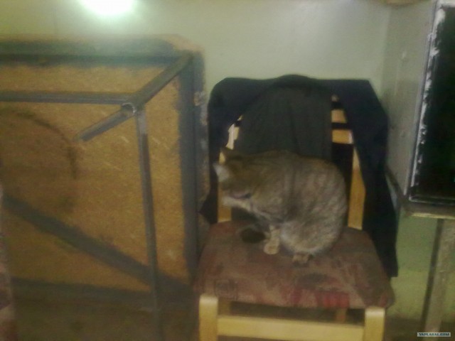 Котовторник  от 3.04.2012