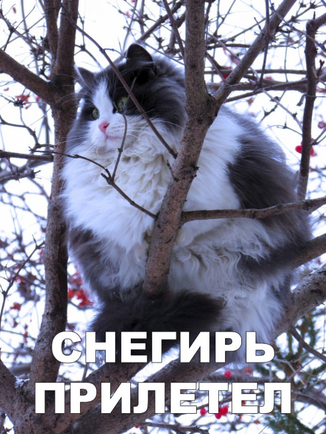 Немного милоты
