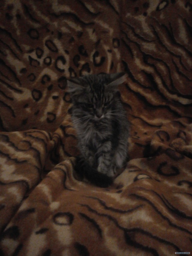 Котовторник  14.08.2012.