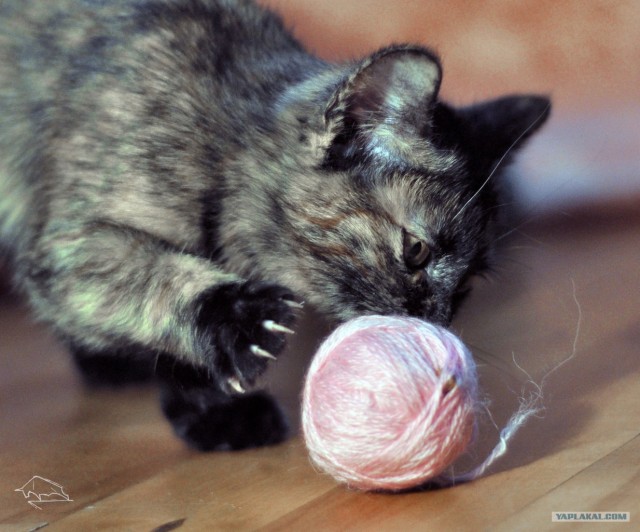 Котовторник 30.10.2012