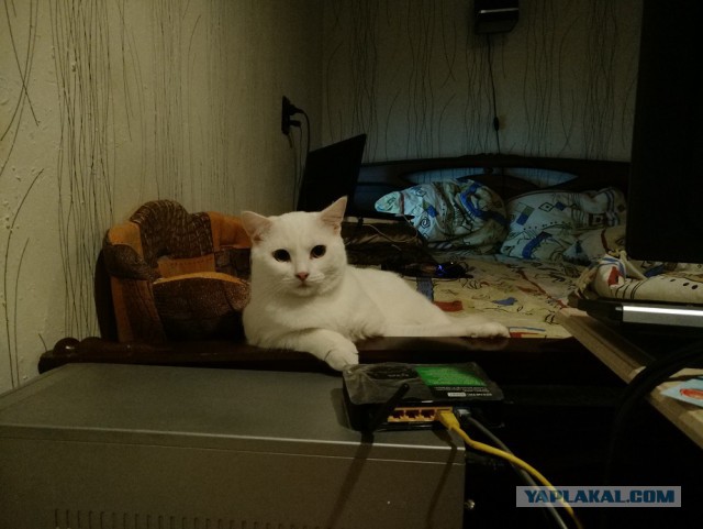 С Днём кошки!