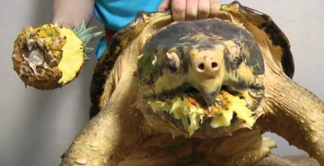 Грифовая черепаха: Капкан смерти в дремучих болотах. Рептилия в 100 кг крошит кости в щепки одним укусом