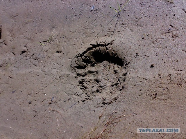 Дикий медведь напал на туристов в Красноярском крае. Он убил подростка, также пострадал ещё один участник похода